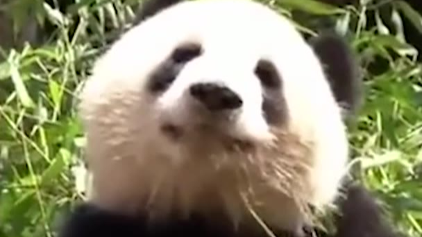熊猫真的是集可爱、蠢萌、沙雕为一体的迷人生物